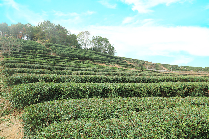茶山環(huán)境及茶葉加工